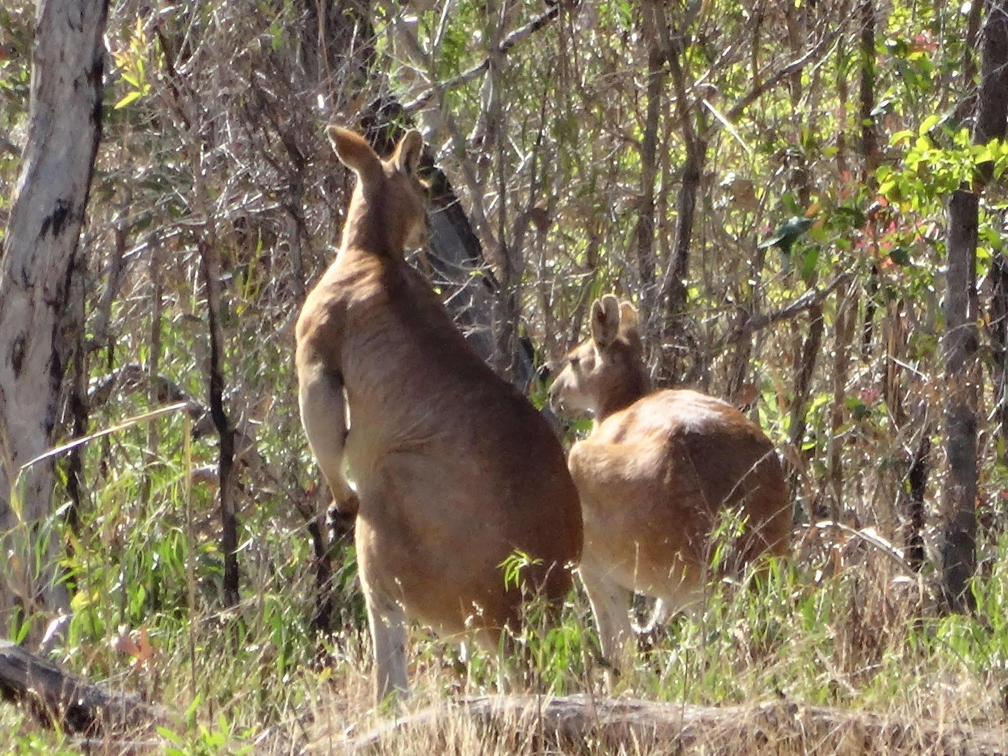 Mt Bundy Station Villa Batchelor Luaran gambar